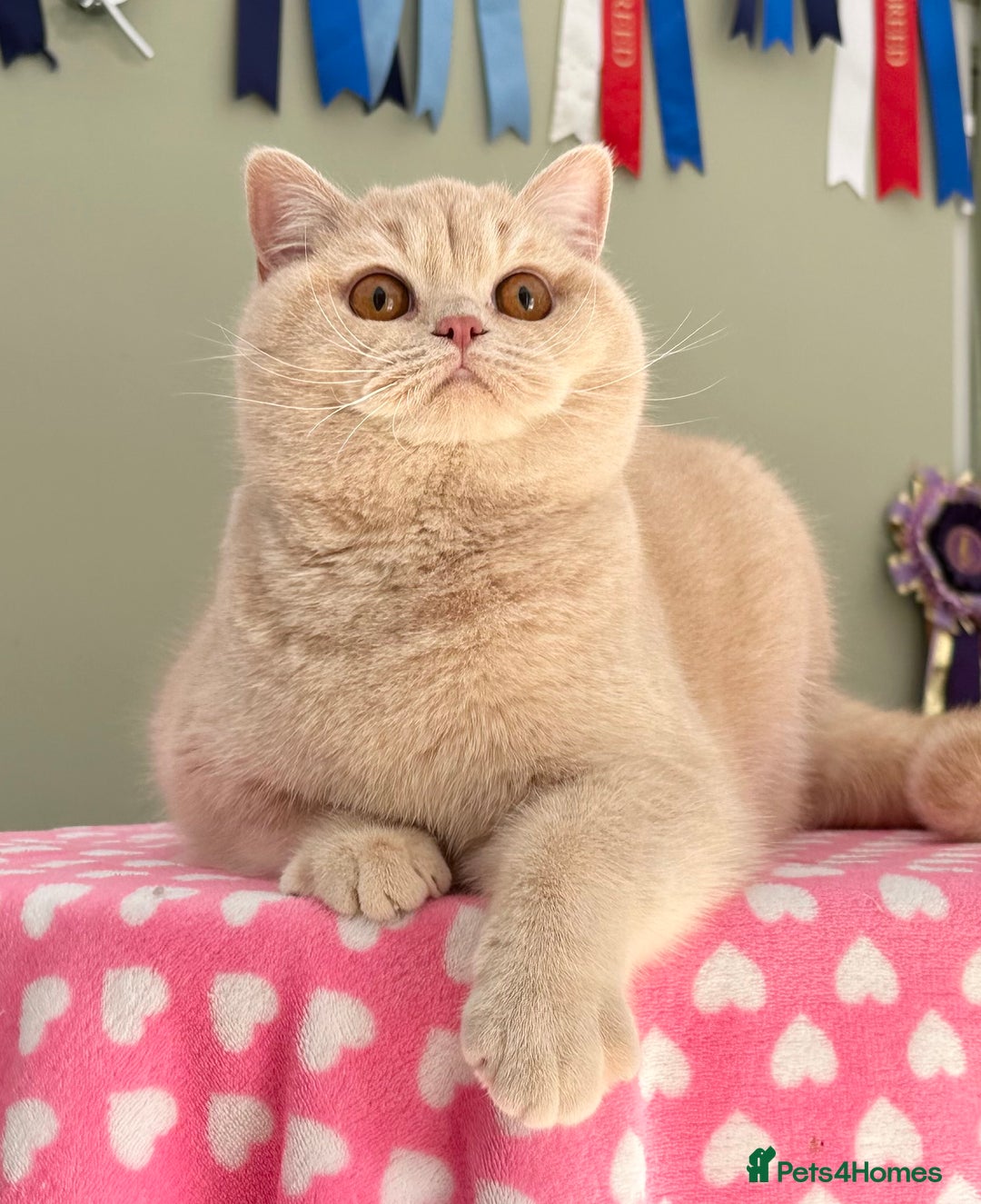 British Shorthair cats for sale: Stunning British Kittens - Image 24