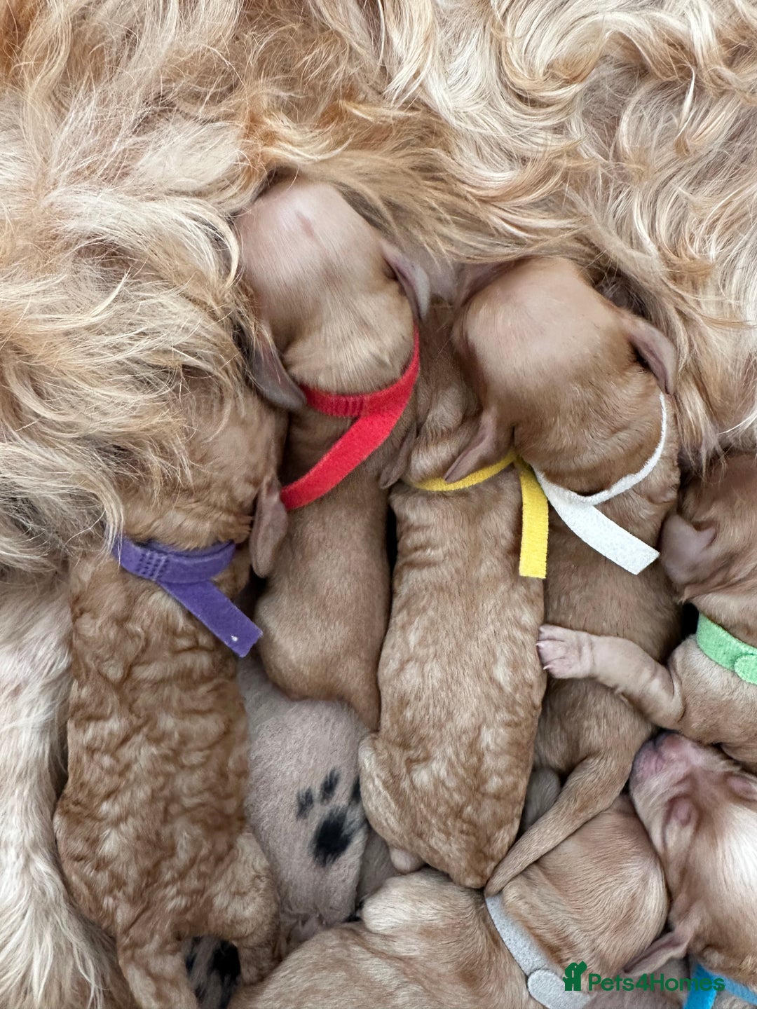 Cockapoo dogs for sale: Red & Apricot Cockapoo puppies  - Advert 6
