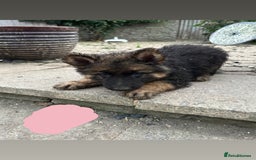 German Shepherd dogs for sale: Medium/long haired German shepherd puppies  - Image 3