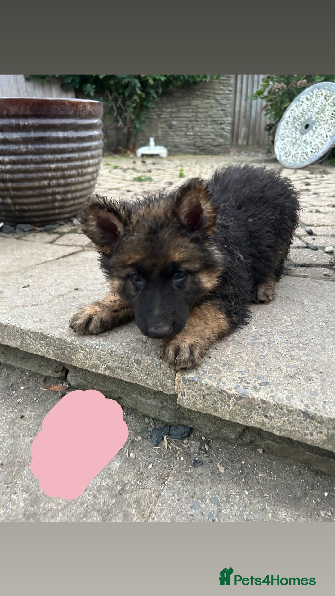 German Shepherd dogs for sale: Medium/long haired German shepherd puppies  - Image 3