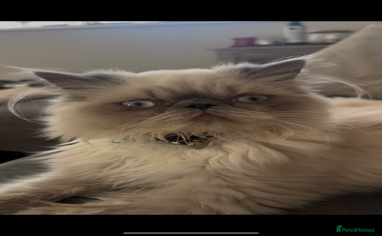 Persian cats ✨Active Pair of Persian Cats GCCF registered - Advert 1