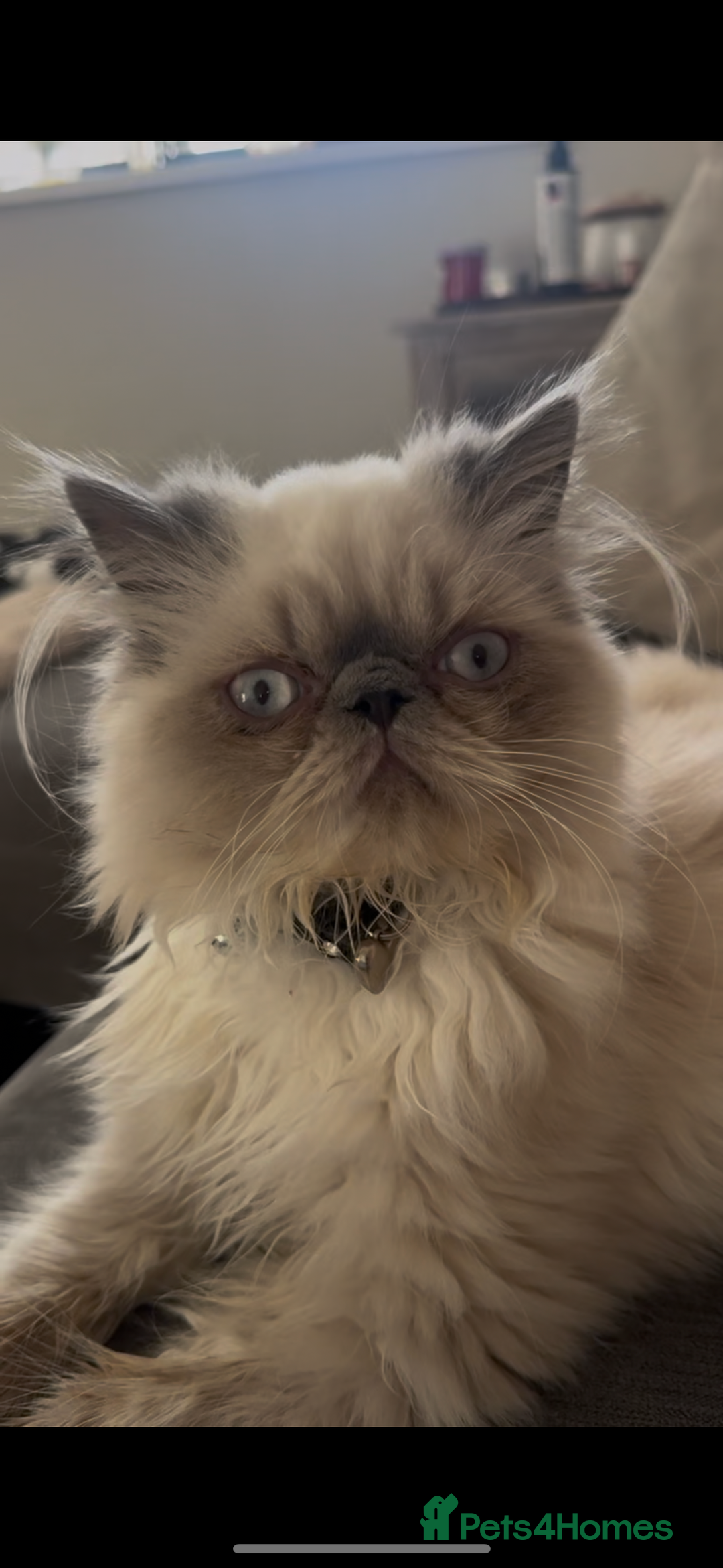 Persian cats for sale: ✨Active Pair of Persian Cats GCCF registered - Advert 1