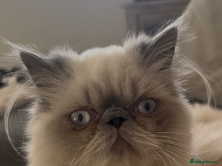 Persian cats ✨Active Pair of Persian Cats GCCF registered - Advert 1