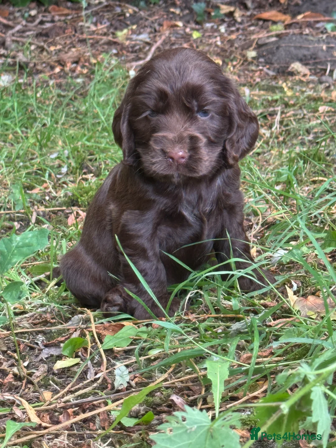 Cocker Spaniel dogs for sale: ❤️ 100% SHOWTYPE HEALTH TESTED COCKER SPANIEL ❤️ - Advert 2