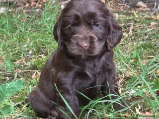 Cocker Spaniel dogs ❤️ 100% SHOWTYPE HEALTH TESTED COCKER SPANIEL ❤️ - Advert 2