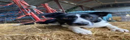 Border Collie dogs for sale: 1 male border collie in Llansantffraid - Advert 4