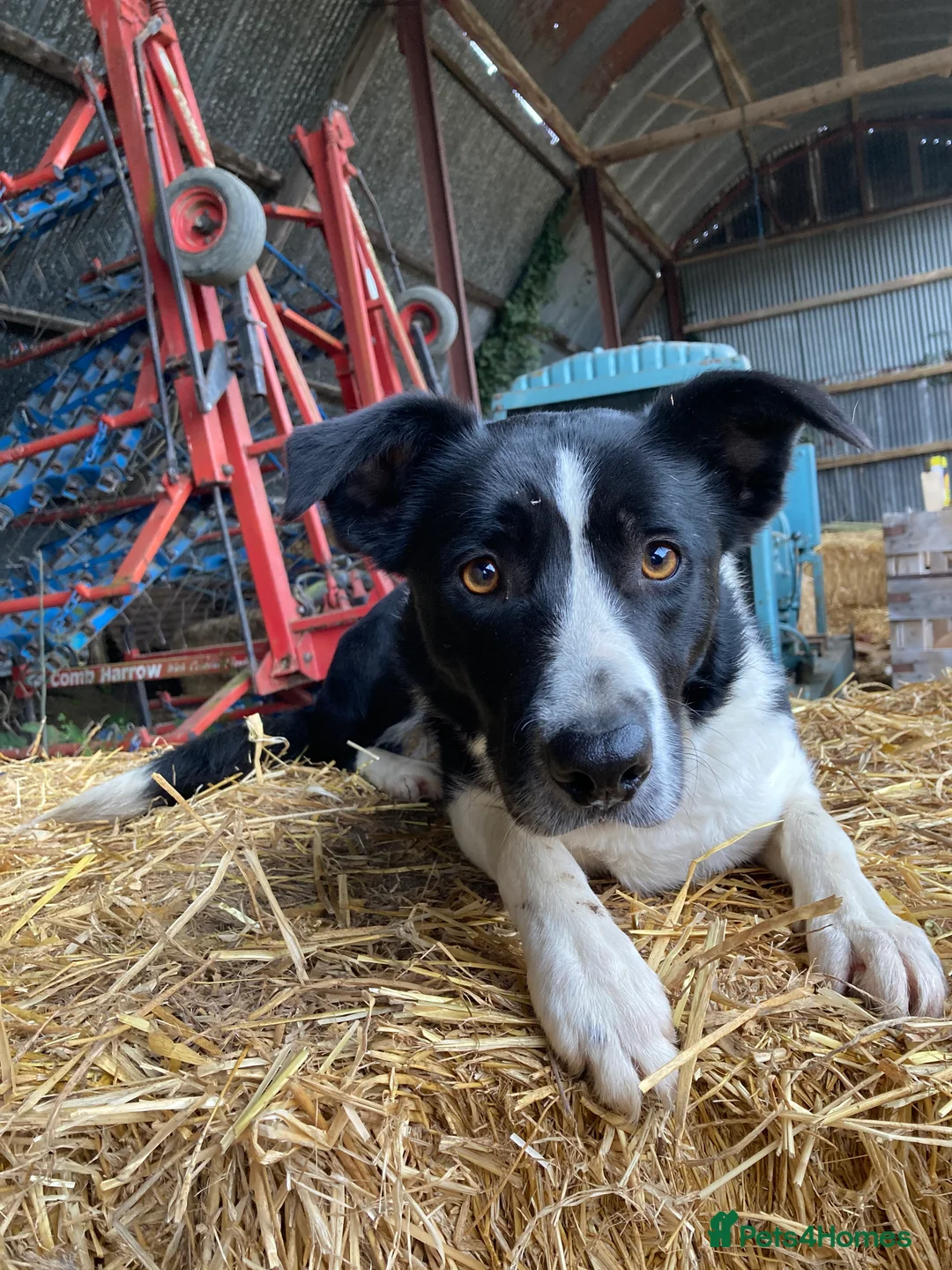 Border Collie dogs for sale: 1 male border collie in Llansantffraid - Advert 4