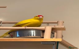 Parakeets birds for sale: Yellow Female Kakariki  - Image 2