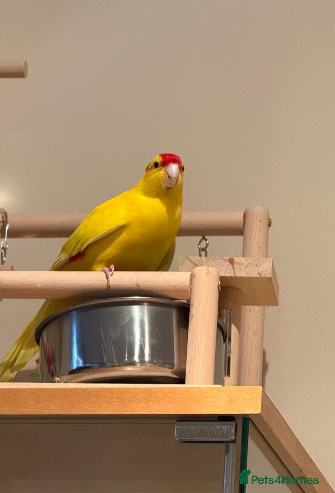 Parakeets birds for sale: Yellow Female Kakariki  - Image 2