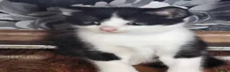 Mixed Breed cats for sale: Adorable Black & White Kittens for Sale 🐾 - Advert 12