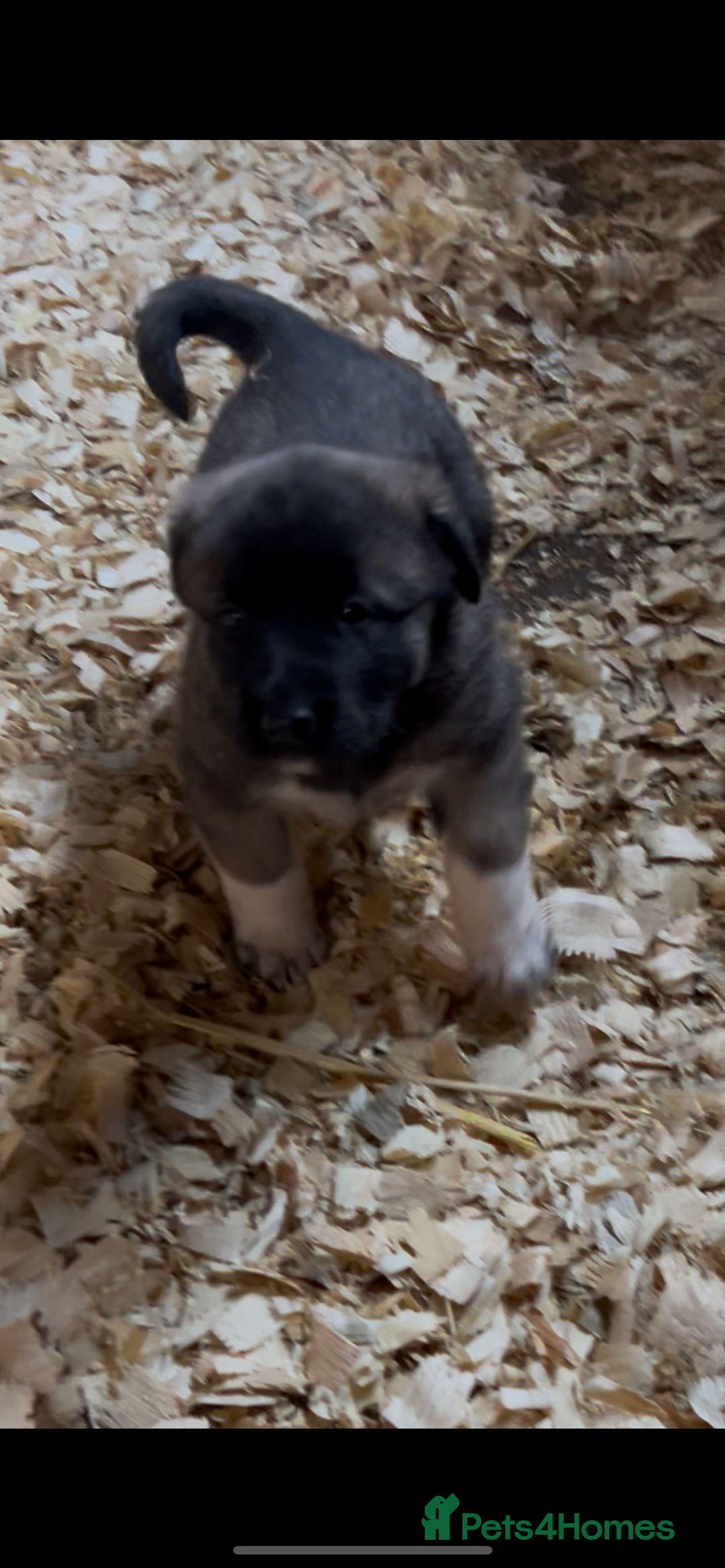 Mixed Breed dogs for sale: Turkish kangal x Caucasian pups  - Advert 15
