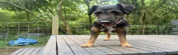 Patterdale Terrier dogs for sale: Meet Rolo-Ready for His Forever Home - Advert 2