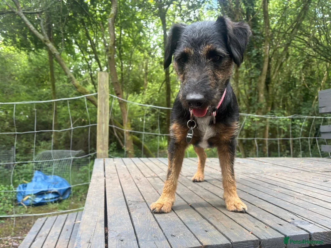 Patterdale Terrier dogs for sale: Meet Rolo-Ready for His Forever Home - Advert 2