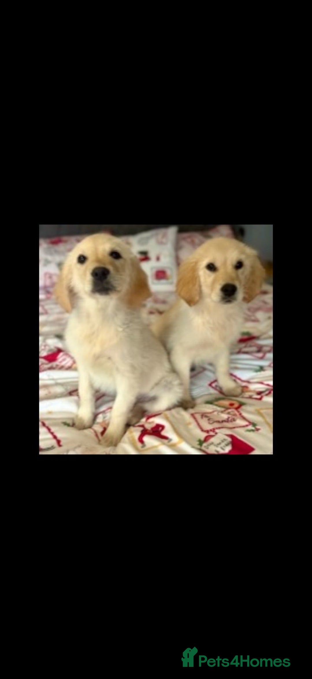 Golden Retriever dogs for sale: Adorable 8-week-old Golden Retriever puppies  - Advert 5