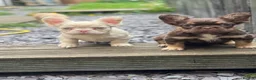 French Bulldog dogs for sale: Pink Fluffy Choc and Tan French Bulldog Puppies - Advert 20