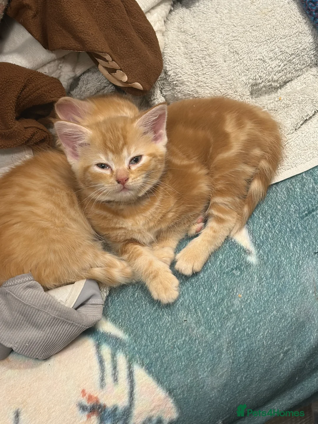 Mixed Breed cats for sale: Ginger and white kittens  - Advert 14