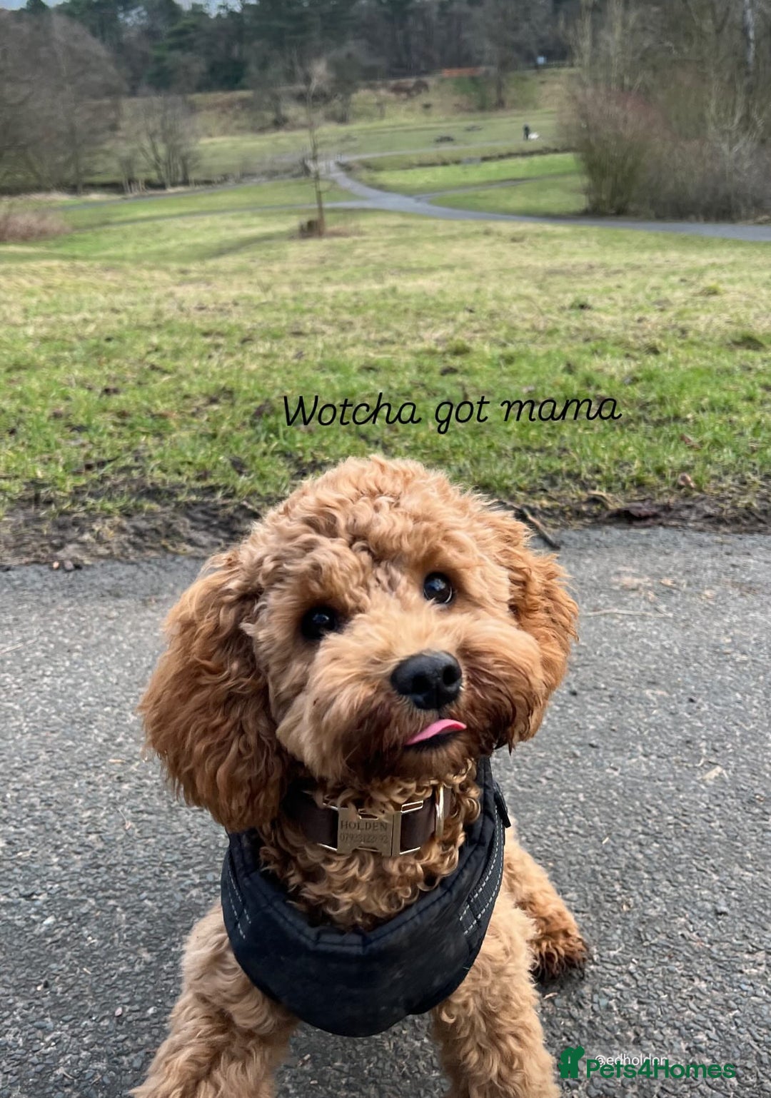 Cavapoo dogs for stud: Barnaby Holden  - Image 6