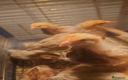 Chickens poultry for sale: Chickens in Wigan - Image 13