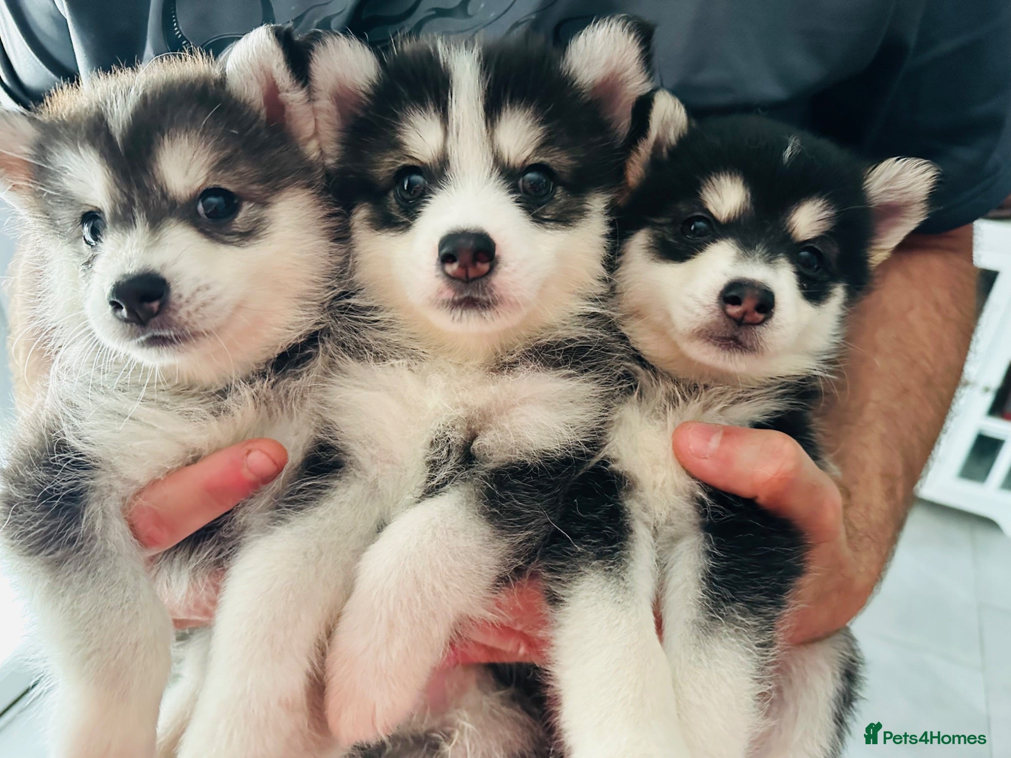 Pomsky dogs F4 very small Pomsky 3 Last  - Advert 2