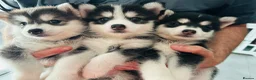Pomsky dogs for sale: READY LAST 2 PUPPY F4  - Advert 1