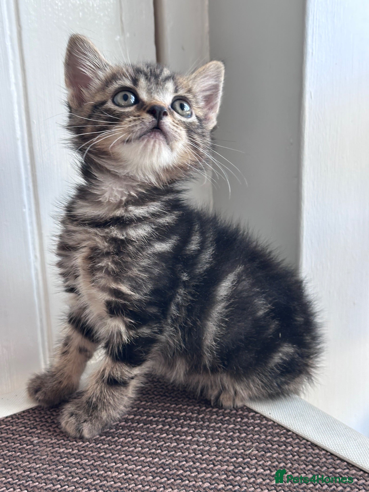 Mixed Breed cats Beautiful Mixed Kittens  - Advert 17