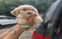 Cockapoo dogs for sale: Beautiful cockerpoo puppies  - Image 7