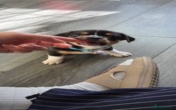 Mixed Breed dogs for sale: Adorable F1b Bullhuahua puppies - Image 16