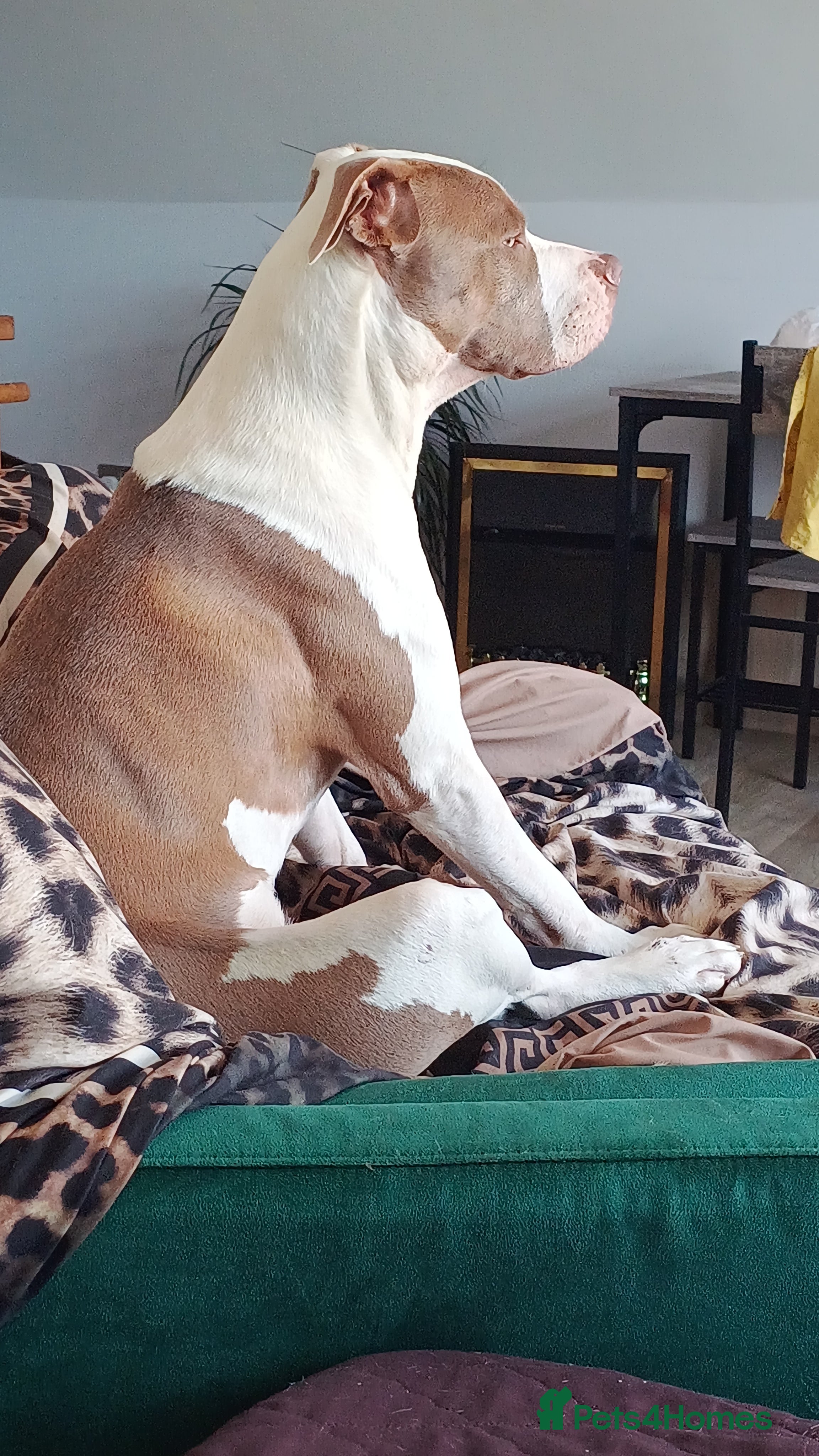 American Bulldog dogs Urgent!! Two years old American Bulldog  - Advert 1