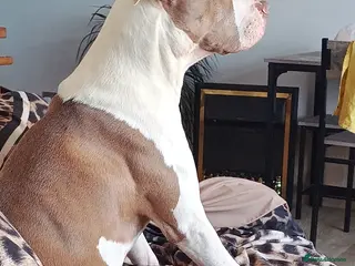 American Bulldog dogs Urgent!! Two years old American Bulldog - Advert 1