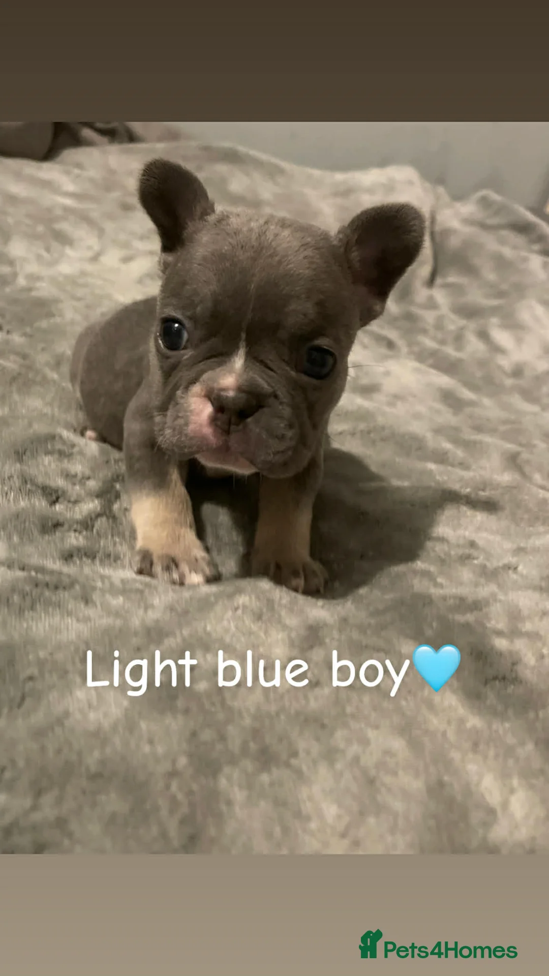 French Bulldog dogs for sale: French bulldogs puppies  - Advert 8