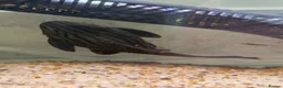 Plecos fish for sale: L027C Royal Thunder aka Golden line panaque  - Advert 8
