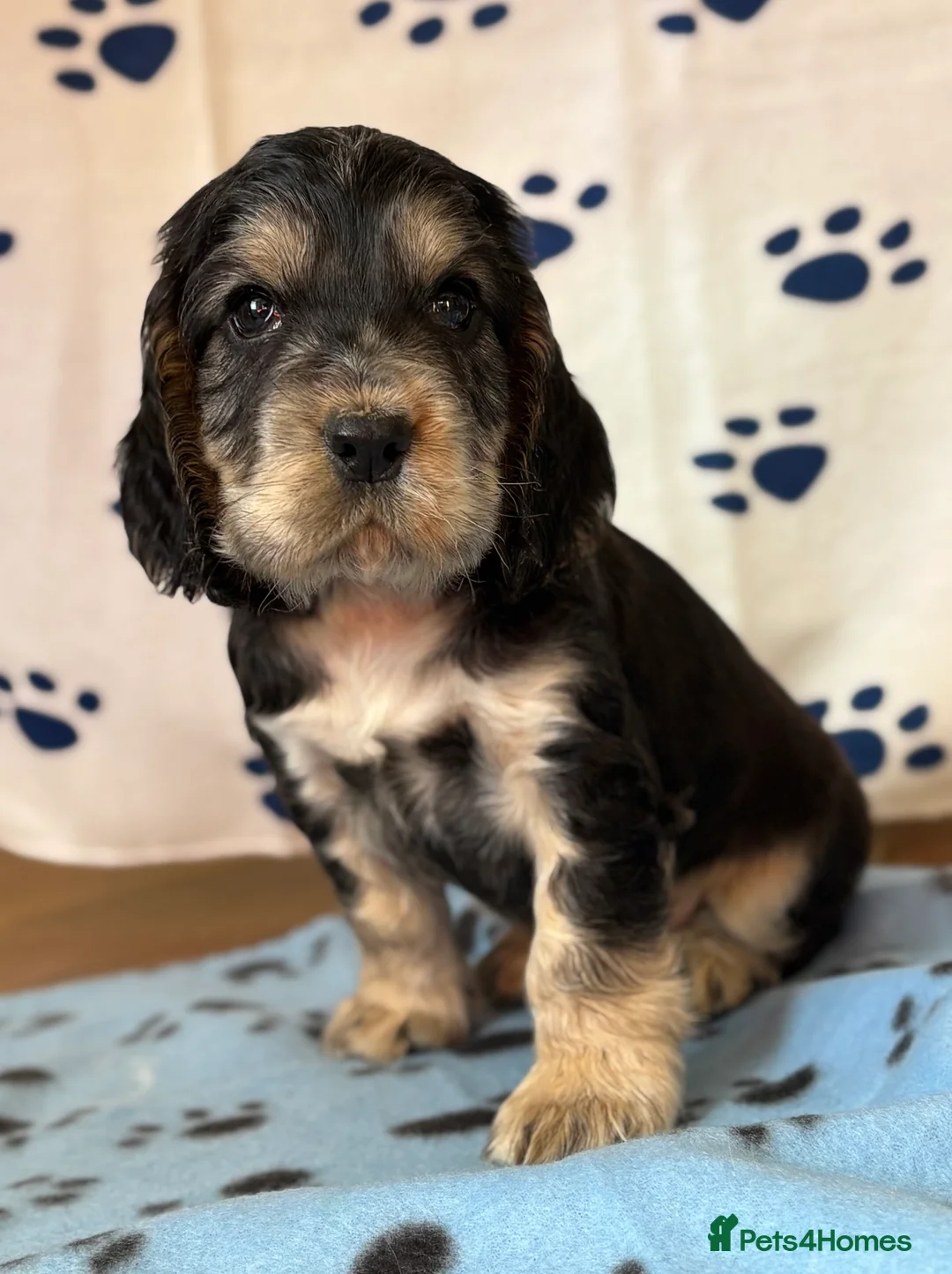 Cocker Spaniel dogs for sale: Last cocker spaniel puppy boy for sale  in Lincoln - Advert 6