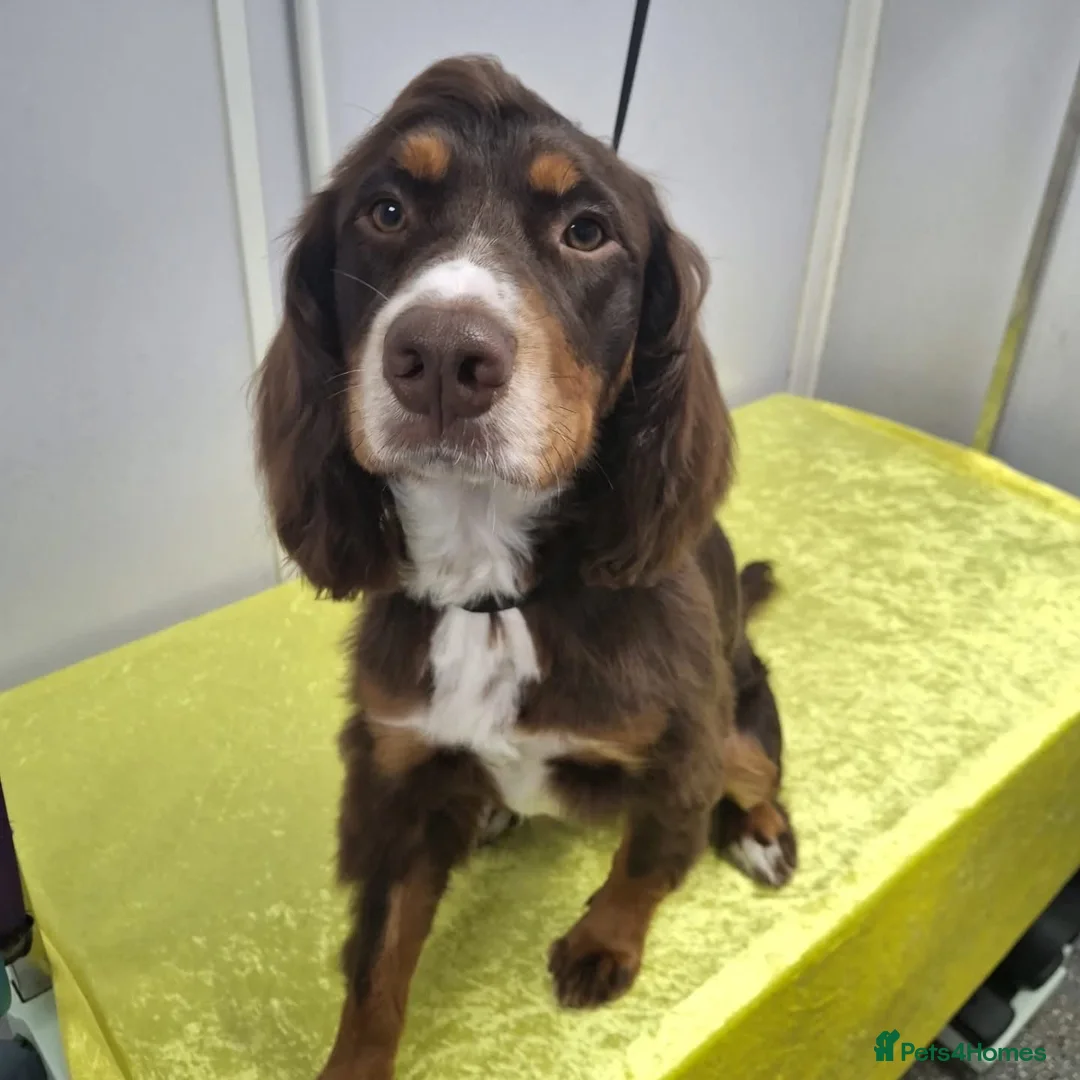 Cocker Spaniel dogs for sale: Max 1 year old cocker spaniel - Advert 2