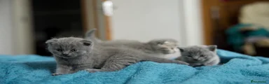 British Shorthair 5