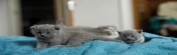British Shorthair cats for sale: British kittens available for reservation in London - Advert 7
