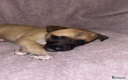 Mixed Breed dogs for sale: Belgian Malinois X Greyhound   - Image 17