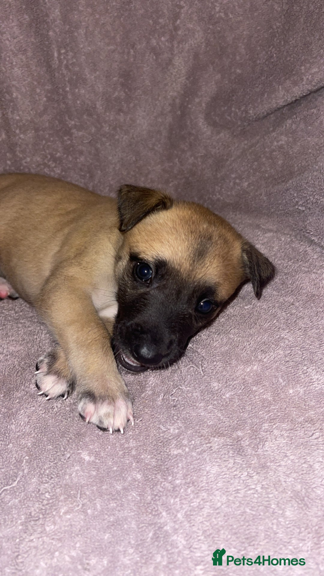 Mixed Breed dogs for sale: Belgian Malinois X Greyhound   - Image 17