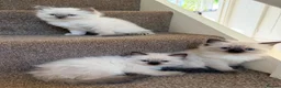 Ragdoll cats for sale: Ragdoll  in Peterborough - Advert 10