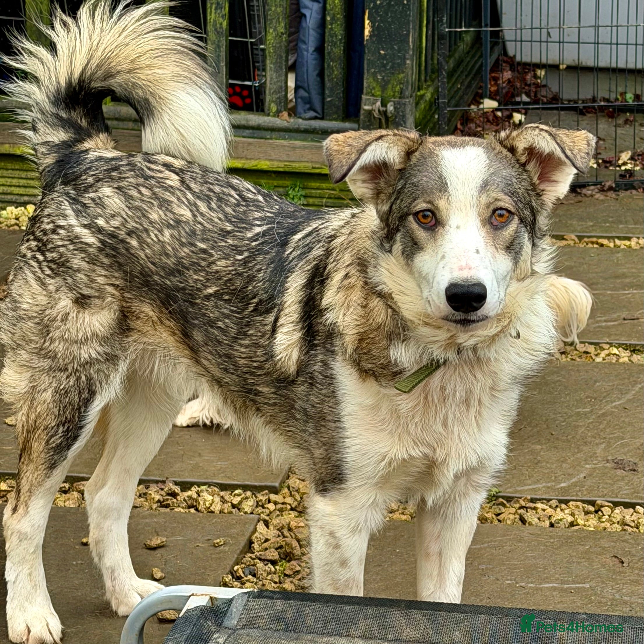 Border Collie dogs DANNY – Border Collie (Male) - Advert 3