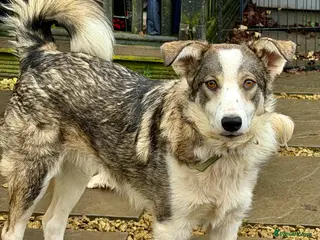 Border Collie dogs DANNY – Border Collie (Male) - Advert 3