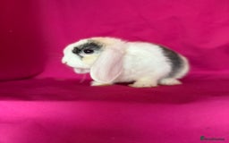 Mini Lop rabbits for sale: Beloved mini lops looking for new homes  - Image 6