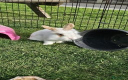 Mini Lop rabbits for sale: Lop Rabbit - Image 2