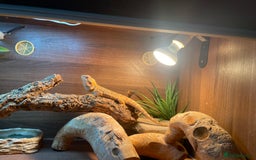 Bearded Dragon reptiles for sale: Bearded Dragon - Male - Image 4