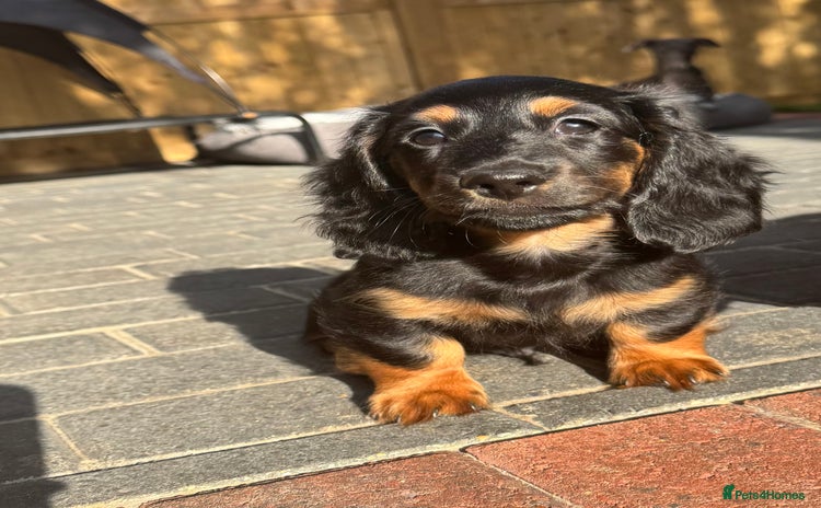 Miniature Dachshund dogs in Stowmarket - Advert 11