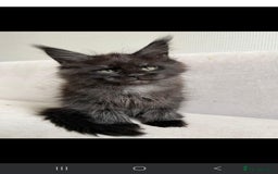 Maine Coon cats for sale: LAST SMOKEY MAINE COON LEFT - Image 4