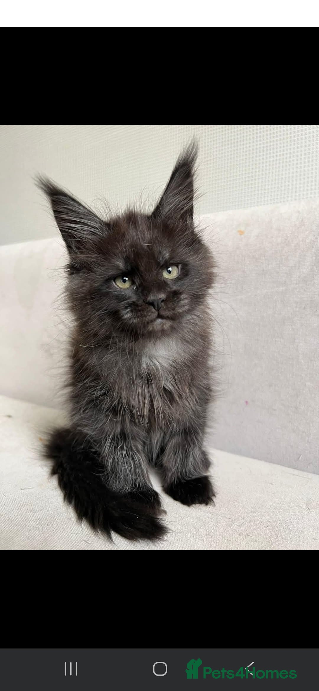 Maine Coon cats for sale: LAST SMOKEY MAINE COON LEFT - Image 4