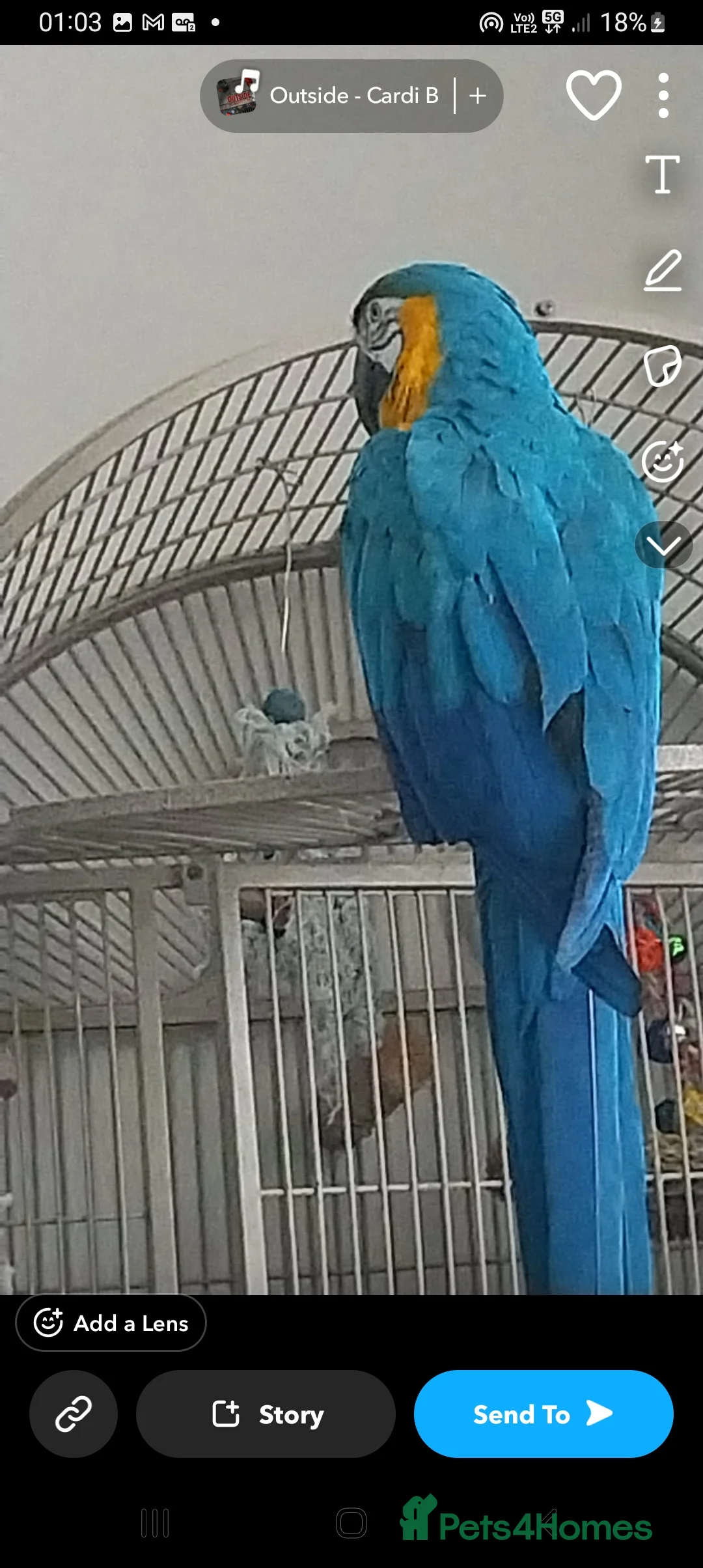 Macaws birds for sale: Coco  - Advert 1