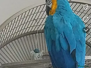 Macaws birds Coco the mccaw - Advert 7