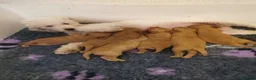 Cavapoo dogs for sale: Extensively health tested F1b Cavapoo puppies  - Advert 19