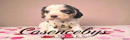 Cocker Spaniel dogs for sale: ❤️THE MOST INCREDIBLE DNA CLEAR SHOW SPANIELS❤️ - Advert 8